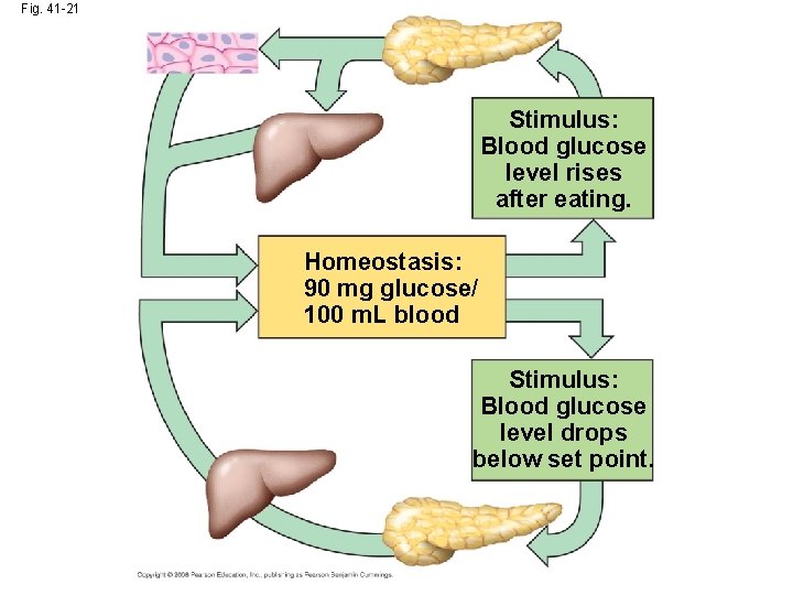 Fig. 41 -21 Stimulus: Blood glucose level rises after eating. Homeostasis: 90 mg glucose/