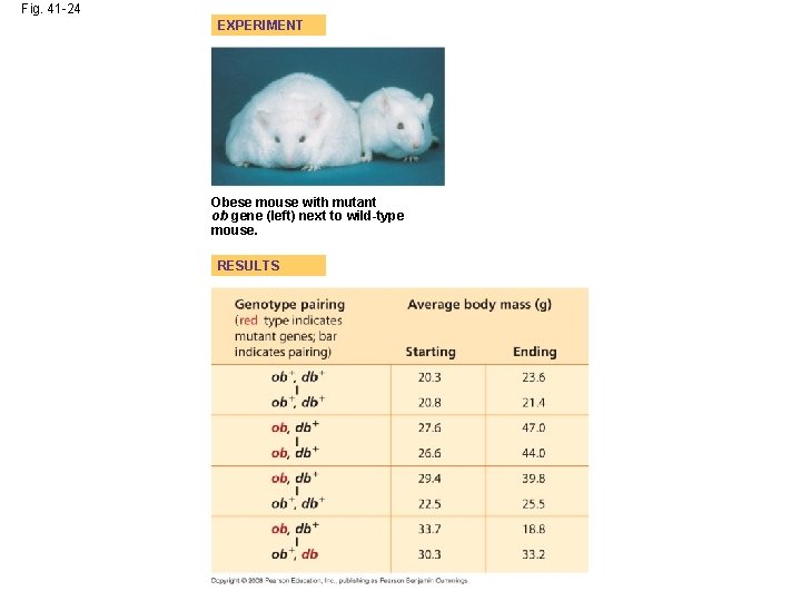 Fig. 41 -24 EXPERIMENT Obese mouse with mutant ob gene (left) next to wild-type