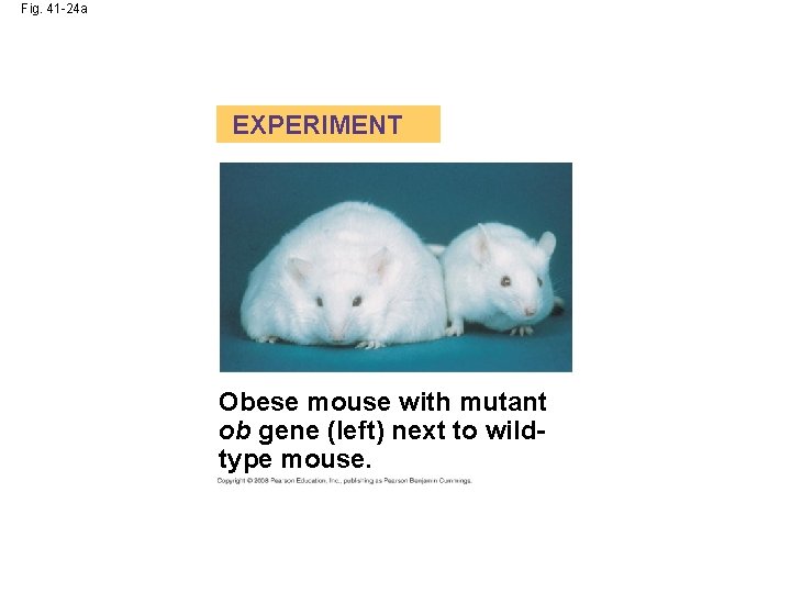 Fig. 41 -24 a EXPERIMENT Obese mouse with mutant ob gene (left) next to