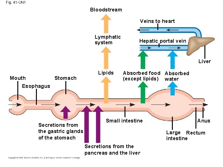 Fig. 41 -UN 1 Bloodstream Veins to heart Lymphatic system Hepatic portal vein Liver