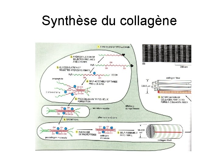 Synthèse du collagène 