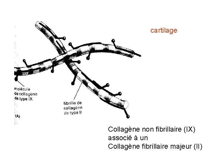 cartilage Collagène non fibrillaire (IX) associé à un Collagène fibrillaire majeur (II) 