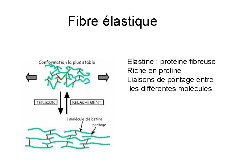 Fibre élastique Elastine : protéine fibreuse Riche en proline Liaisons de pontage entre les