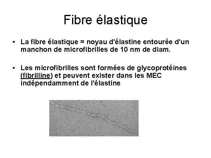 Fibre élastique • La fibre élastique = noyau d'élastine entourée d'un manchon de microfibrilles