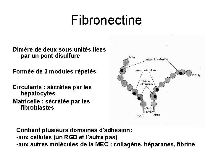 Fibronectine Dimére de deux sous unités liées par un pont disulfure Formée de 3