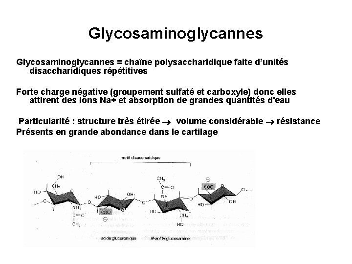 Glycosaminoglycannes = chaîne polysaccharidique faite d’unités disaccharidiques répétitives Forte charge négative (groupement sulfaté et