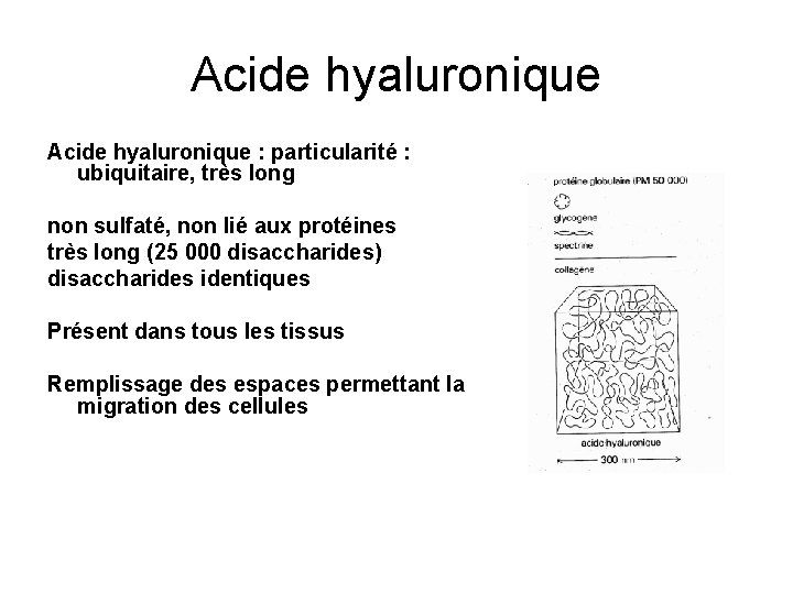 Acide hyaluronique : particularité : ubiquitaire, très long non sulfaté, non lié aux protéines