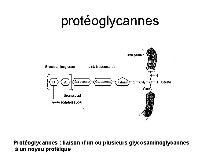 protéoglycannes Protéoglycannes : liaison d’un ou plusieurs glycosaminoglycannes à un noyau protéique 