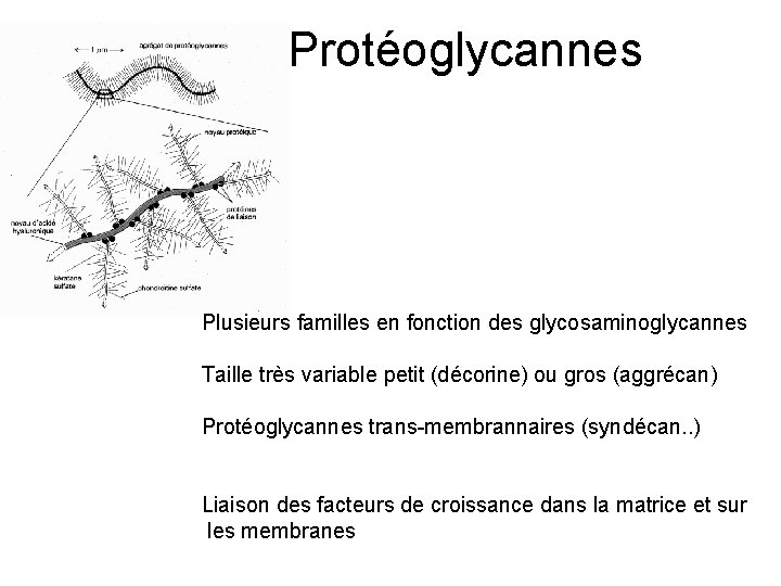 Protéoglycannes Plusieurs familles en fonction des glycosaminoglycannes Taille très variable petit (décorine) ou gros