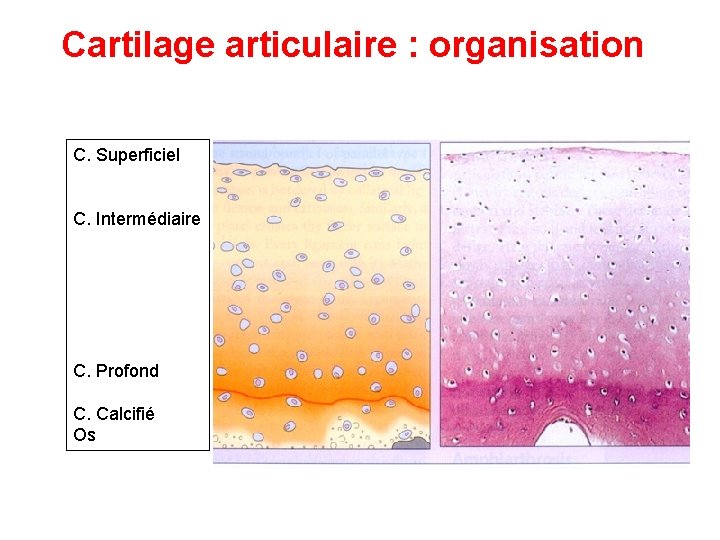 Cartilage articulaire : organisation C. Superficiel C. Intermédiaire C. Profond C. Calcifié Os 