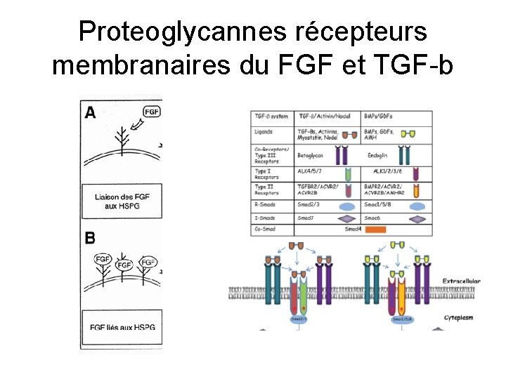 Proteoglycannes récepteurs membranaires du FGF et TGF-b 
