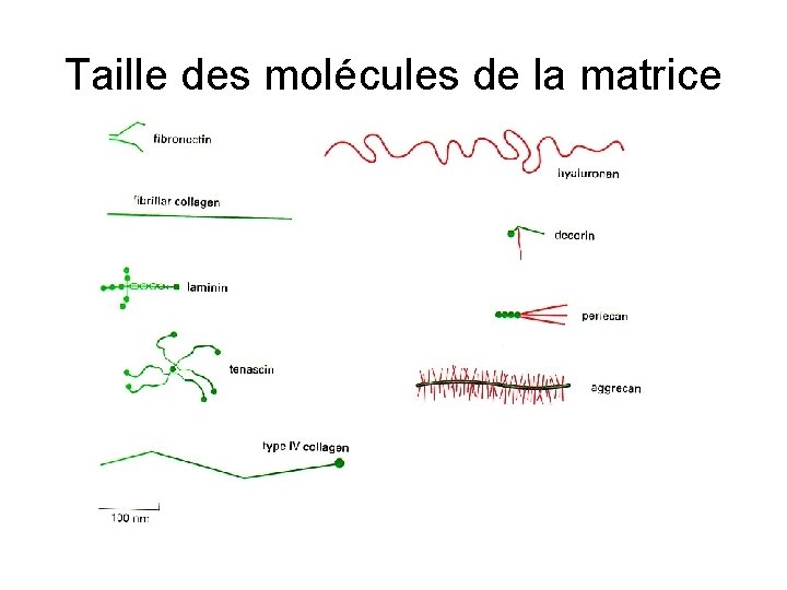 Taille des molécules de la matrice 