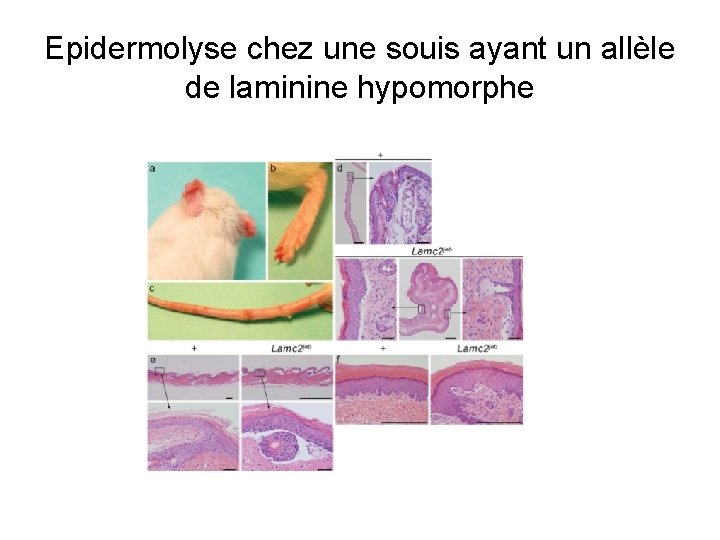 Epidermolyse chez une souis ayant un allèle de laminine hypomorphe 