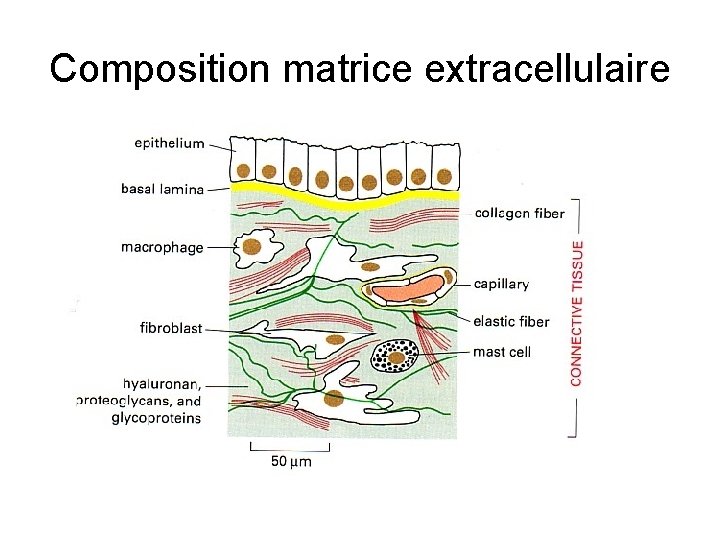 Composition matrice extracellulaire 