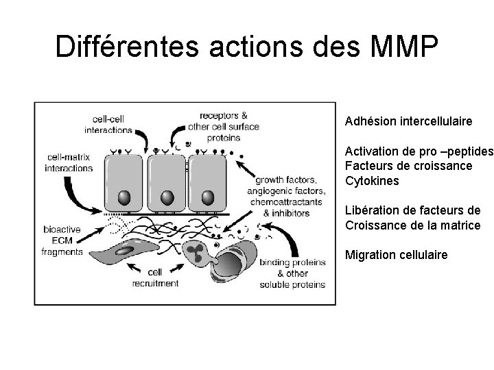 Différentes actions des MMP Adhésion intercellulaire Activation de pro –peptides Facteurs de croissance Cytokines