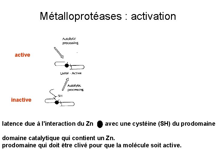 Métalloprotéases : activation active inactive latence due à l'interaction du Zn avec une cystéine