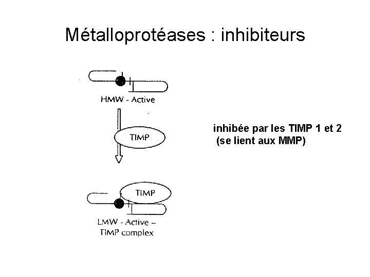 Métalloprotéases : inhibiteurs inhibée par les TIMP 1 et 2 (se lient aux MMP)