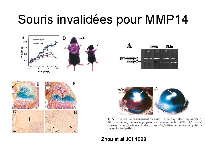 Souris invalidées pour MMP 14 Zhou et al JCI 1999 