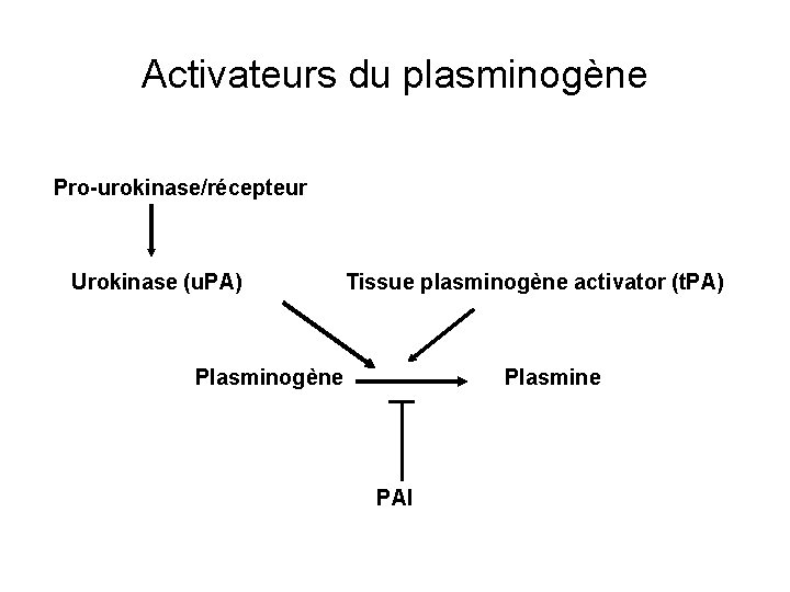 Activateurs du plasminogène Pro-urokinase/récepteur Urokinase (u. PA) Tissue plasminogène activator (t. PA) Plasminogène Plasmine