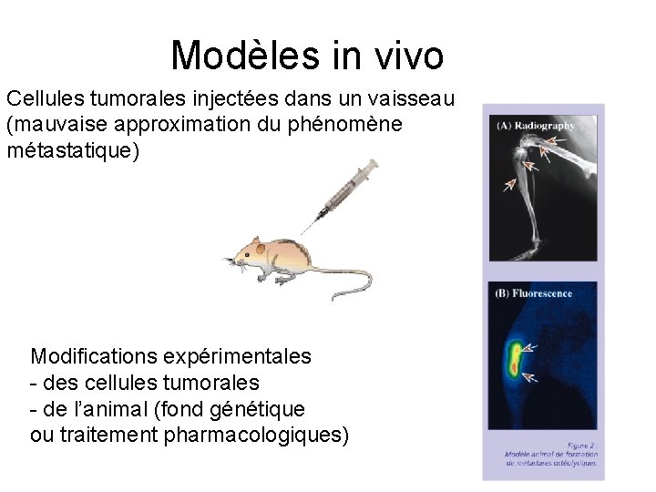 Modèles in vivo Cellules tumorales injectées dans un vaisseau (mauvaise approximation du phénomène métastatique)