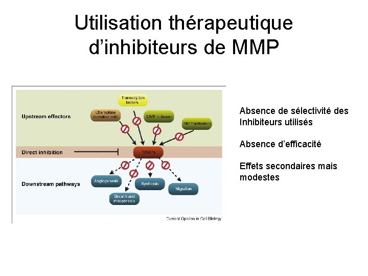 Utilisation thérapeutique d’inhibiteurs de MMP Absence de sélectivité des Inhibiteurs utilisés Absence d’efficacité Effets