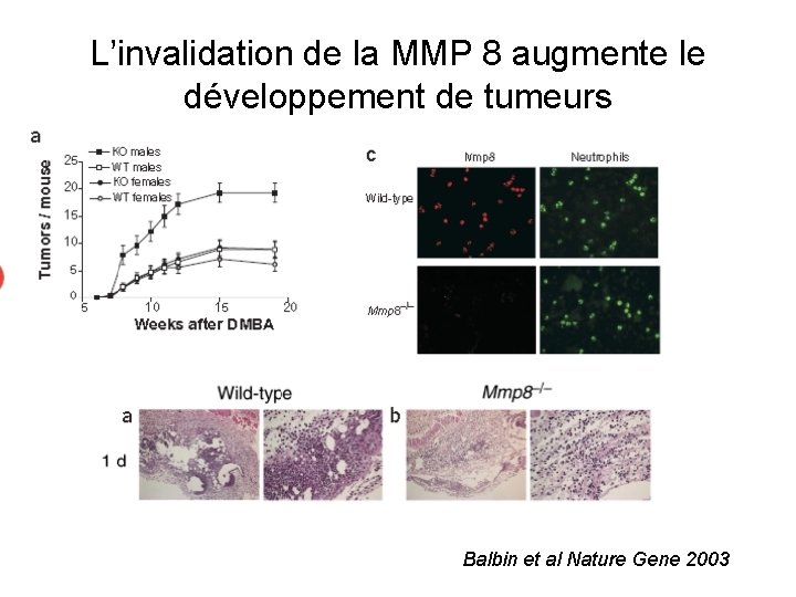 L’invalidation de la MMP 8 augmente le développement de tumeurs Balbin et al Nature
