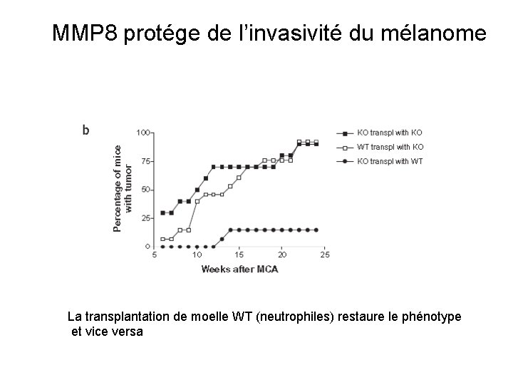 MMP 8 protége de l’invasivité du mélanome La transplantation de moelle WT (neutrophiles) restaure