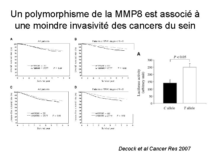 Un polymorphisme de la MMP 8 est associé à une moindre invasivité des cancers