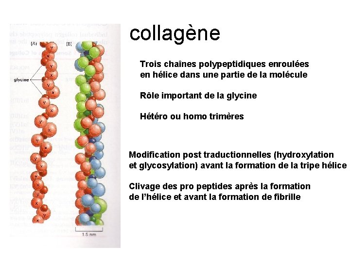 collagène Trois chaînes polypeptidiques enroulées en hélice dans une partie de la molécule Rôle