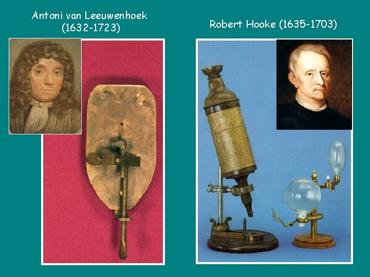 Antoni van Leeuwenhoek (1632 -1723) Robert Hooke (1635 -1703) 