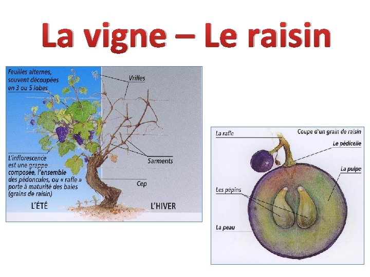 La vigne – Le raisin 