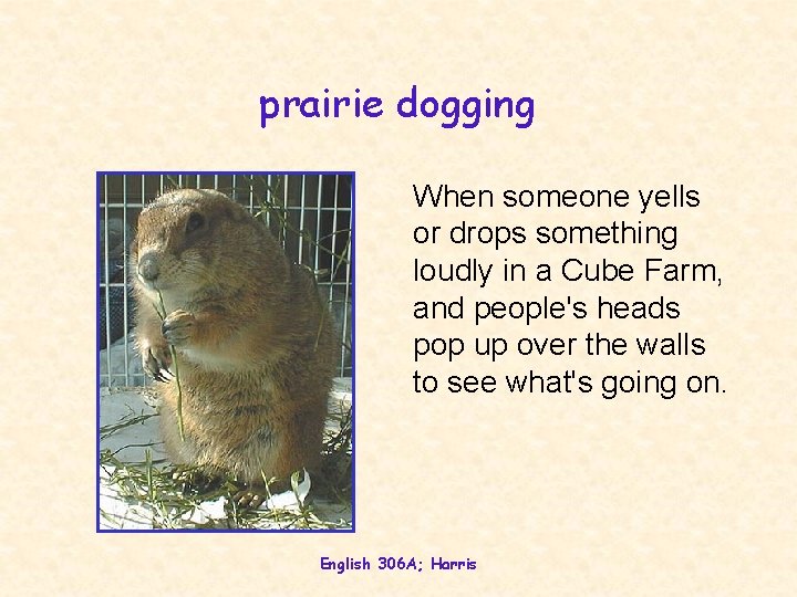 prairie dogging When someone yells or drops something loudly in a Cube Farm, and