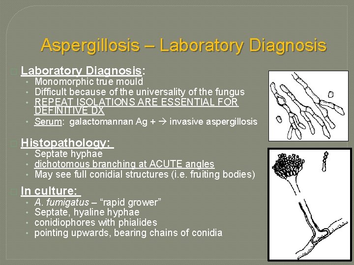 Aspergillosis – Laboratory Diagnosis � Laboratory Diagnosis: • Monomorphic true mould • Difficult because Aspergillosis – Laboratory Diagnosis � Laboratory Diagnosis: • Monomorphic true mould • Difficult because