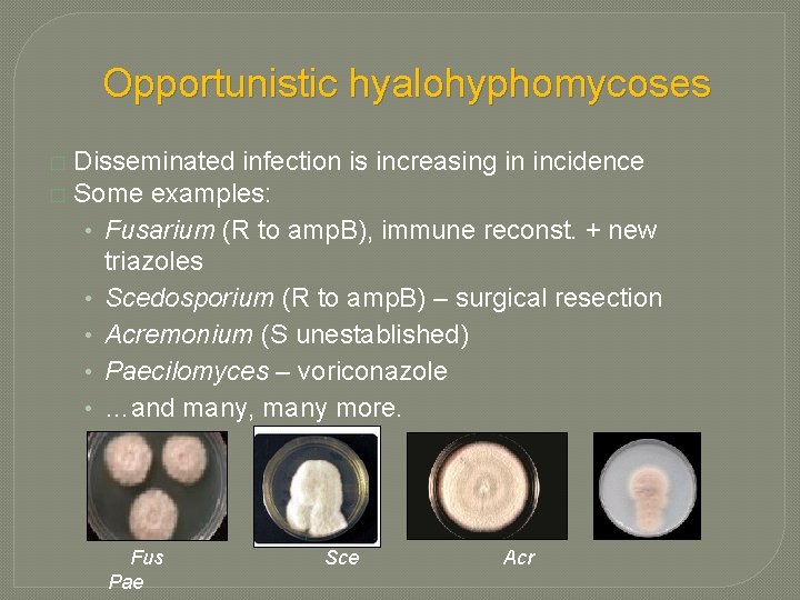 Opportunistic hyalohyphomycoses Disseminated infection is increasing in incidence � Some examples: • Fusarium (R Opportunistic hyalohyphomycoses Disseminated infection is increasing in incidence � Some examples: • Fusarium (R