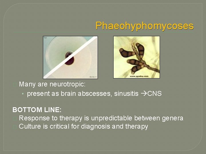 Phaeohyphomycoses � Many are neurotropic: • present as brain abscesses, sinusitis CNS BOTTOM LINE: Phaeohyphomycoses � Many are neurotropic: • present as brain abscesses, sinusitis CNS BOTTOM LINE: