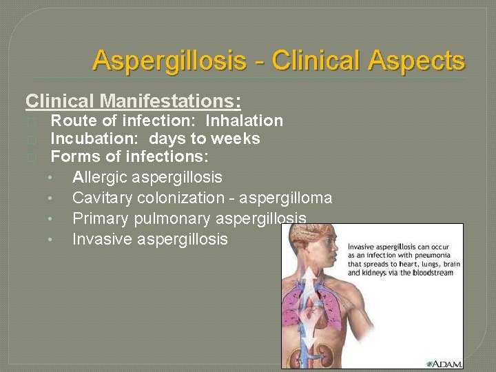 Aspergillosis - Clinical Aspects Clinical Manifestations: � � � Route of infection: Inhalation Incubation: Aspergillosis - Clinical Aspects Clinical Manifestations: � � � Route of infection: Inhalation Incubation: