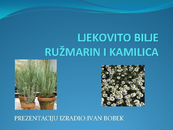 LJEKOVITO BILJE RUŽMARIN I KAMILICA PREZENTACIJU IZRADIO: IVAN BOBEK 