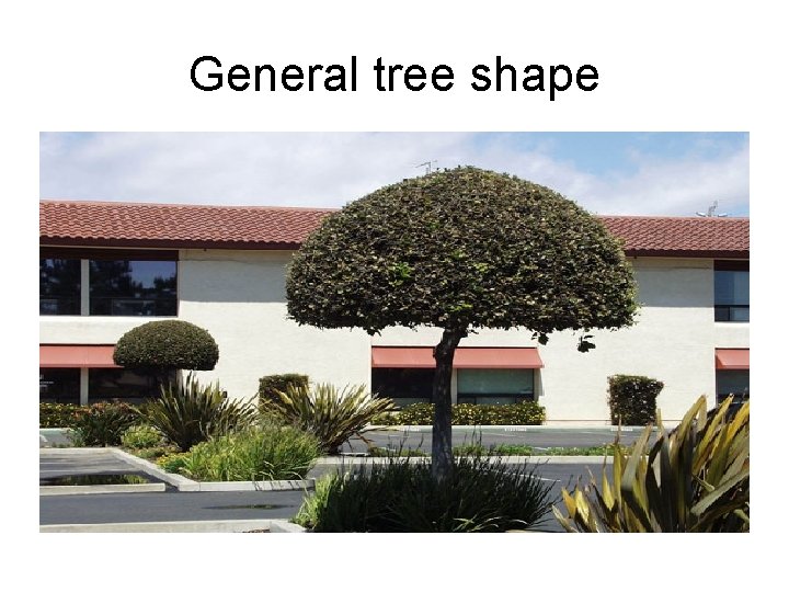 General tree shape 