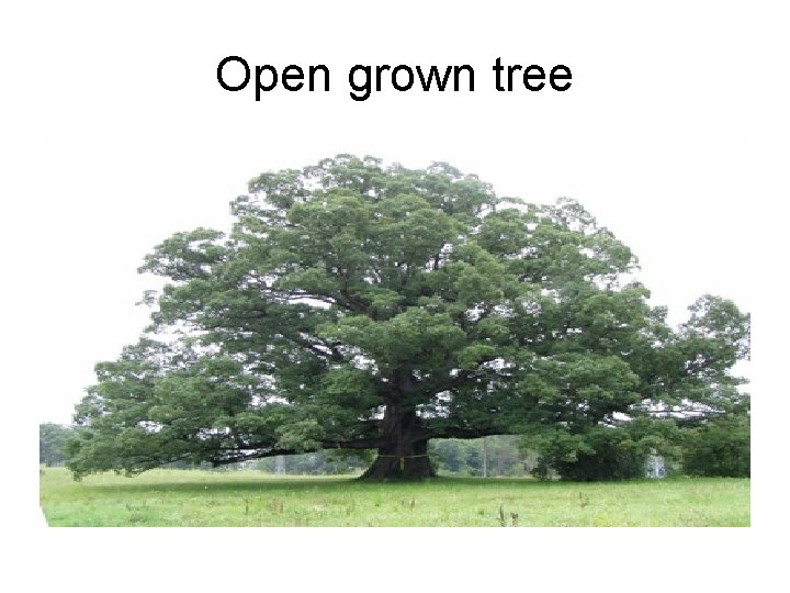 Open grown tree 