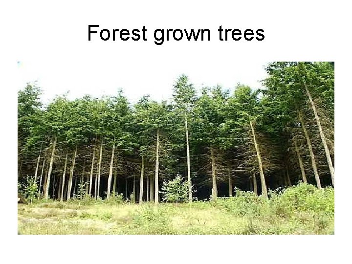 Forest grown trees 