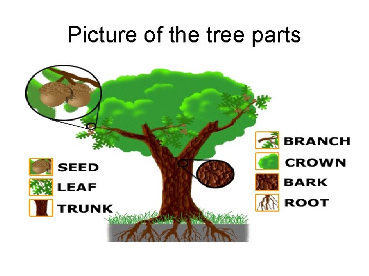 Picture of the tree parts 