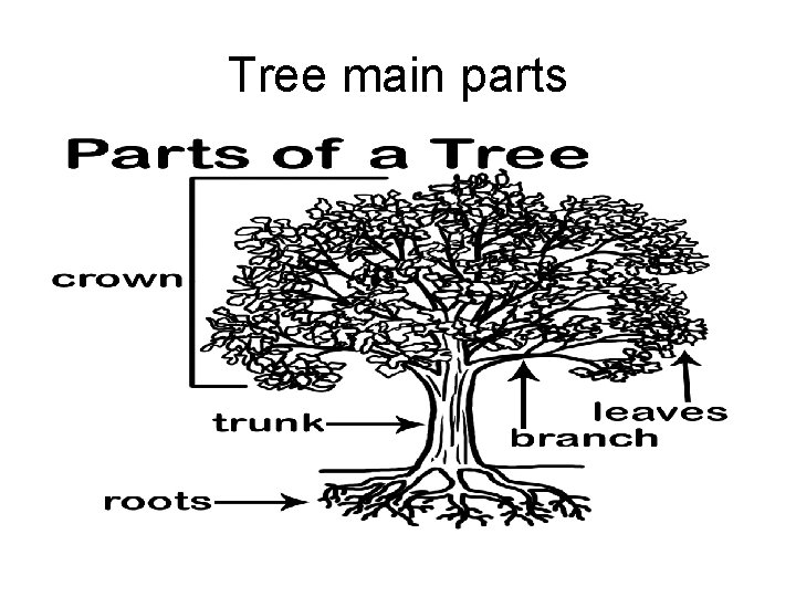 Tree main parts 