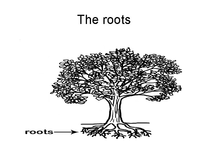 The roots 