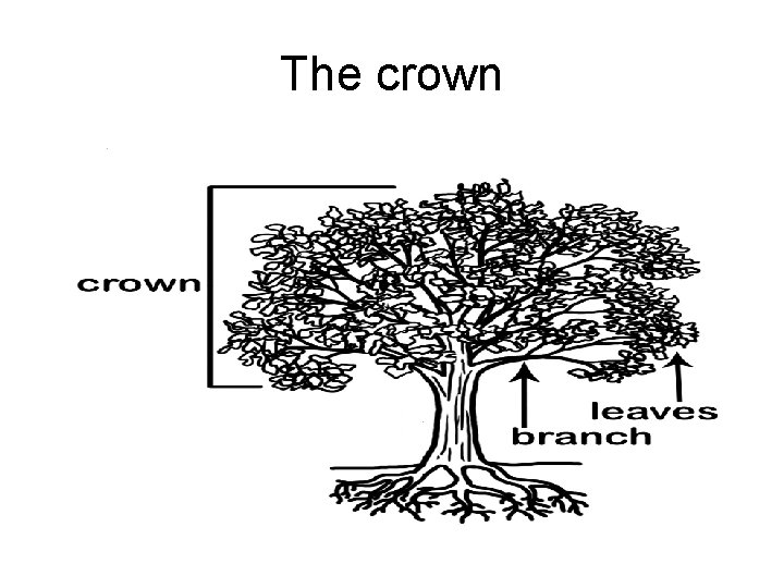 The crown 