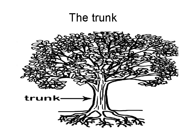 The trunk 