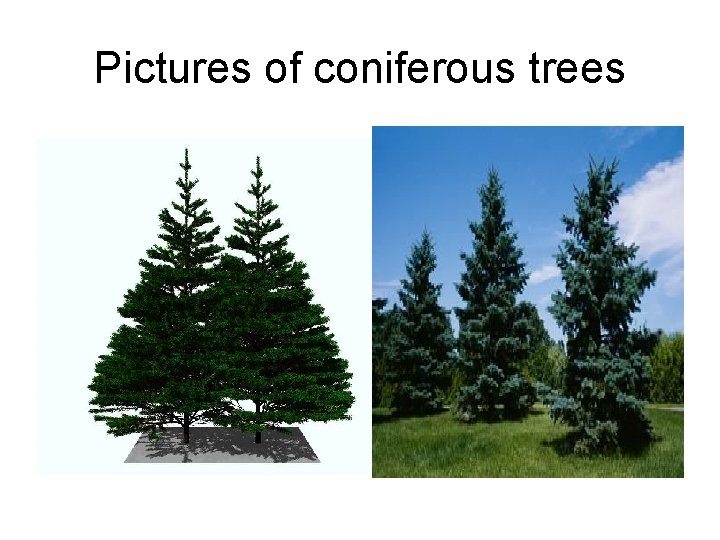 Pictures of coniferous trees 