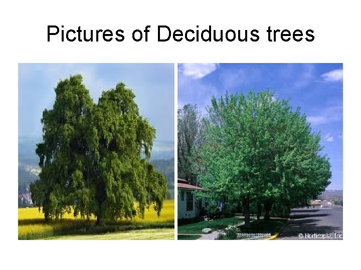 Pictures of Deciduous trees 