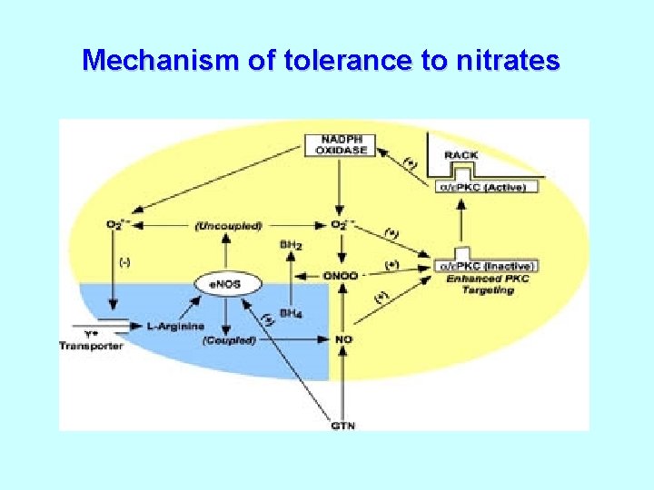 Mechanism of tolerance to nitrates 