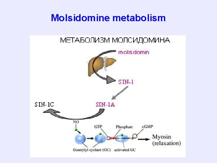 Molsidomine metabolism 