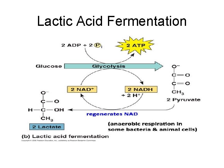 Lactic Acid Fermentation Lactic Acid Fermentation
